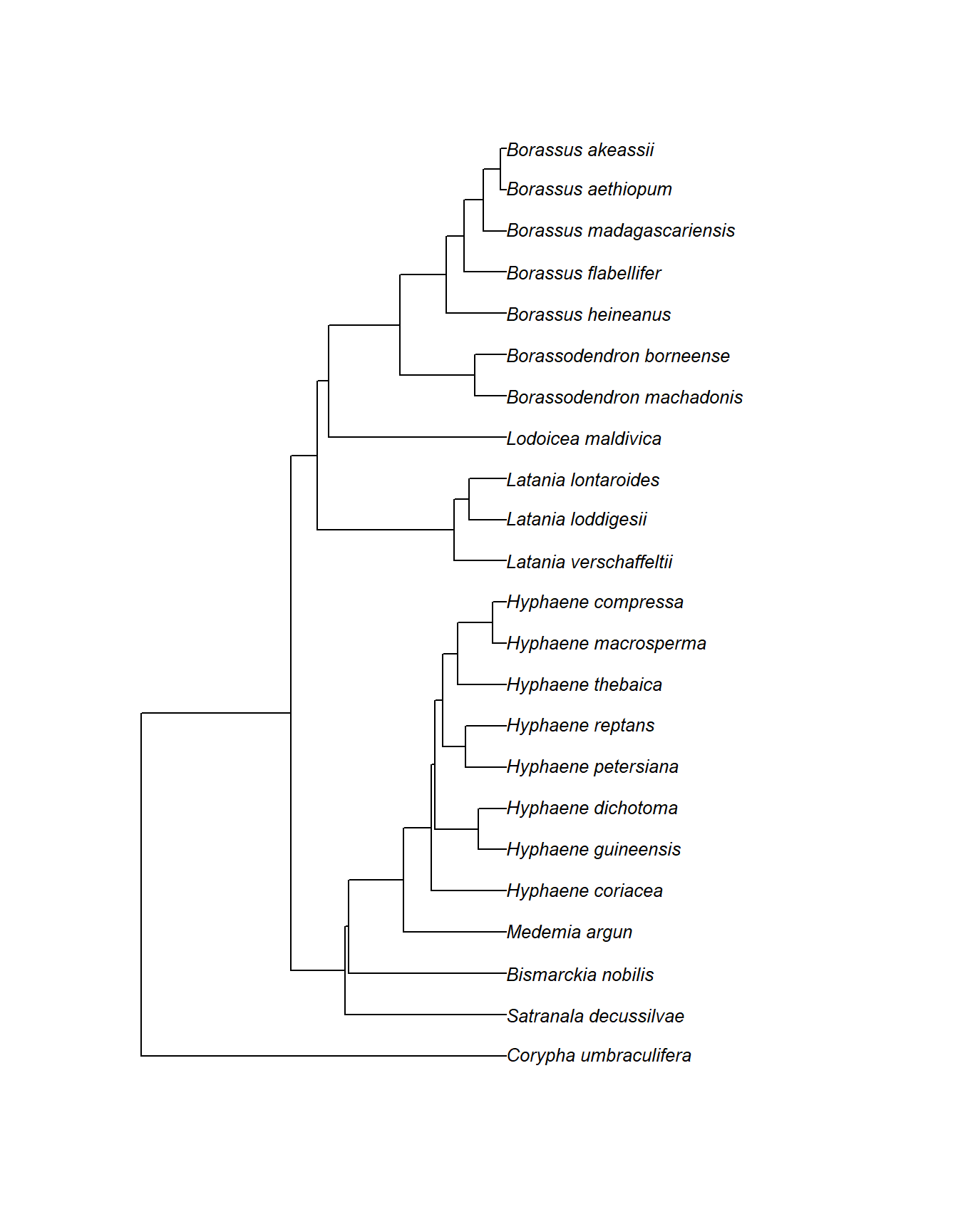 Ladderize 2.9 Phylogenetic trees in R | Analyse Botanischer Sammlungsdaten