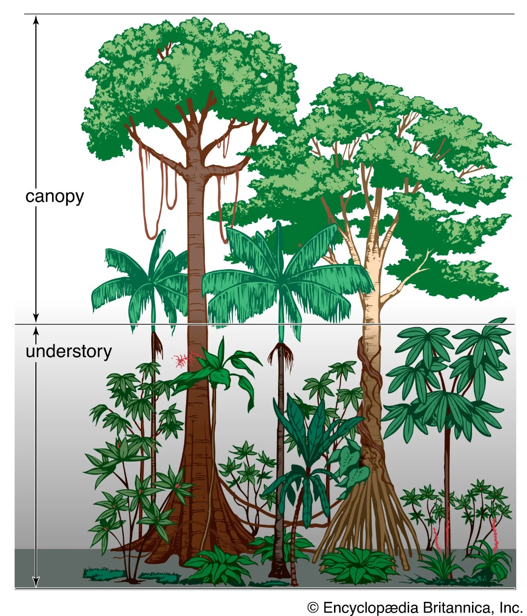 Vegetation profile of a tropical rainforest. Picture from: https://www.britannica.com/science/tropical-rainforest/Population-and-community-development-and-structure#/media/1/606576/43